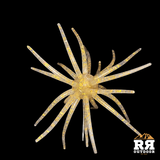 RR Kraken Ball – Floating
